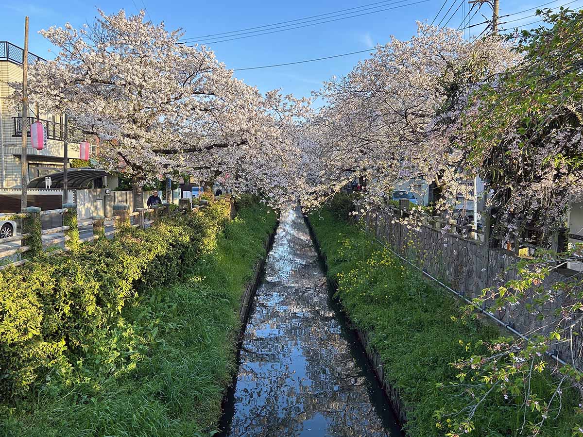 いちかわ真間川堤桜ウィーク2024