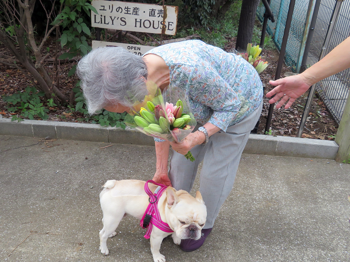 ユリの花の買物散歩で出会った犬